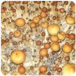Псилоцибиновые (галлюциногенные)  грибы Psilocybin "Golden Teacher" в Дубовке