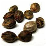 Семена марихуаны АК-47  (Seeds AK-47) в Дубовке